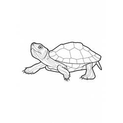 Раскраска: черепаха (Животные) #13420 - Бесплатные раскраски для печати