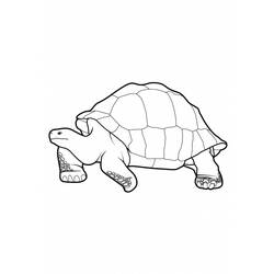 Раскраска: черепаха (Животные) #13424 - Бесплатные раскраски для печати