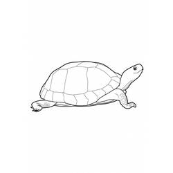 Раскраска: черепаха (Животные) #13435 - Бесплатные раскраски для печати