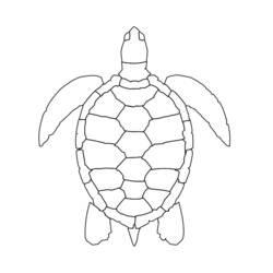 Раскраска: черепаха (Животные) #13467 - Бесплатные раскраски для печати
