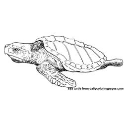 Раскраска: черепаха (Животные) #13583 - Бесплатные раскраски для печати