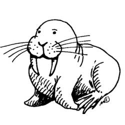 Раскраска: морж (Животные) #16463 - Бесплатные раскраски для печати