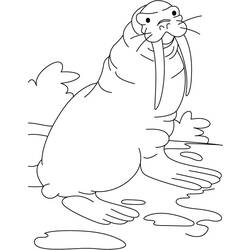 Раскраска: морж (Животные) #16528 - Бесплатные раскраски для печати
