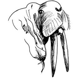 Раскраска: морж (Животные) #16592 - Бесплатные раскраски для печати
