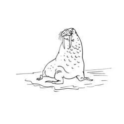 Раскраска: морж (Животные) #16600 - Бесплатные раскраски для печати