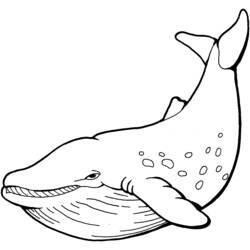 Раскраска: кит (Животные) #866 - Бесплатные раскраски для печати