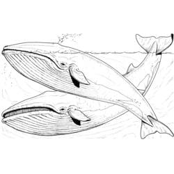 Раскраска: кит (Животные) #872 - Бесплатные раскраски для печати