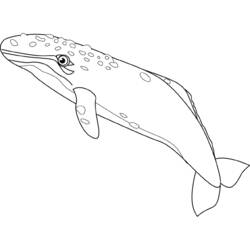 Раскраска: кит (Животные) #874 - Бесплатные раскраски для печати