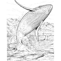 Раскраска: кит (Животные) #876 - Бесплатные раскраски для печати