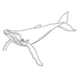 Раскраска: кит (Животные) #881 - Бесплатные раскраски для печати