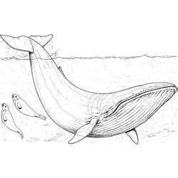 Раскраска: кит (Животные) #886 - Бесплатные раскраски для печати