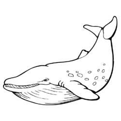 Раскраска: кит (Животные) #898 - Бесплатные раскраски для печати
