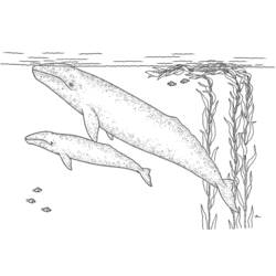 Раскраска: кит (Животные) #901 - Бесплатные раскраски для печати