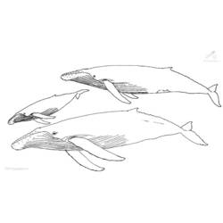 Раскраска: кит (Животные) #921 - Бесплатные раскраски для печати