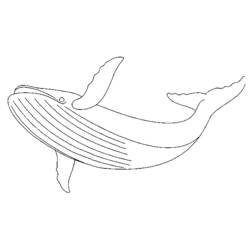 Раскраска: кит (Животные) #922 - Бесплатные раскраски для печати
