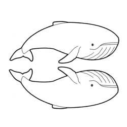 Раскраска: кит (Животные) #936 - Бесплатные раскраски для печати
