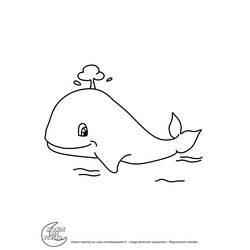 Раскраска: кит (Животные) #942 - Бесплатные раскраски для печати