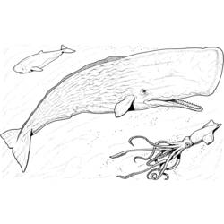 Раскраска: кит (Животные) #943 - Бесплатные раскраски для печати