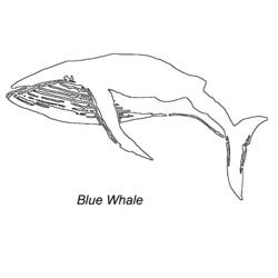 Раскраска: кит (Животные) #963 - Бесплатные раскраски для печати