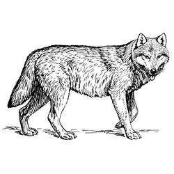 Раскраски: волк - Бесплатные раскраски для печати