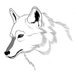 Раскраска: волк (Животные) #10528 - Бесплатные раскраски для печати