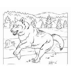 Раскраска: волк (Животные) #10543 - Бесплатные раскраски для печати