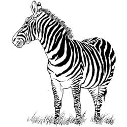 Раскраска: зебра (Животные) #12949 - Бесплатные раскраски для печати