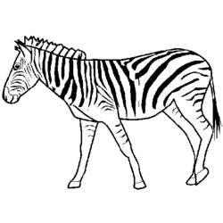 Раскраска: зебра (Животные) #12953 - Бесплатные раскраски для печати