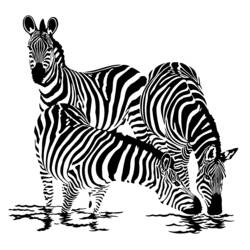 Раскраска: зебра (Животные) #12955 - Бесплатные раскраски для печати
