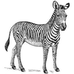 Раскраска: зебра (Животные) #12960 - Бесплатные раскраски для печати
