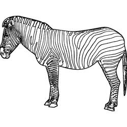 Раскраска: зебра (Животные) #12961 - Бесплатные раскраски для печати
