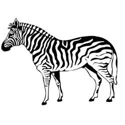 Раскраска: зебра (Животные) #12963 - Бесплатные раскраски для печати