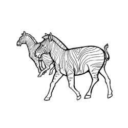 Раскраска: зебра (Животные) #12974 - Бесплатные раскраски для печати