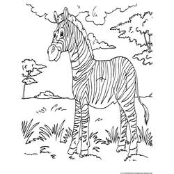 Раскраска: зебра (Животные) #12995 - Бесплатные раскраски для печати