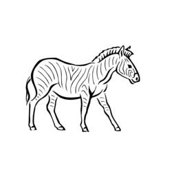 Раскраска: зебра (Животные) #13032 - Бесплатные раскраски для печати