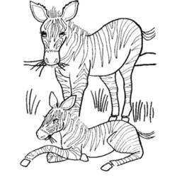 Раскраска: зебра (Животные) #13051 - Бесплатные раскраски для печати