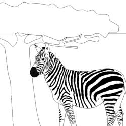 Раскраска: зебра (Животные) #13075 - Бесплатные раскраски для печати