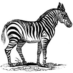 Раскраска: зебра (Животные) #13094 - Бесплатные раскраски для печати