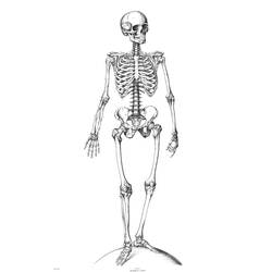Раскраска: скелет (Персонажи) #147410 - Бесплатные раскраски для печати