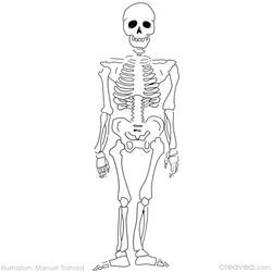 Раскраска: скелет (Персонажи) #147416 - Бесплатные раскраски для печати