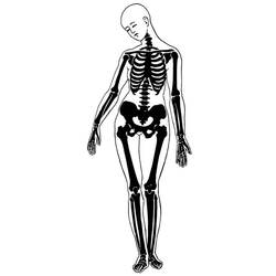 Раскраска: скелет (Персонажи) #147418 - Бесплатные раскраски для печати