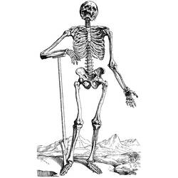 Раскраска: скелет (Персонажи) #147443 - Бесплатные раскраски для печати