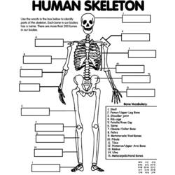Раскраска: скелет (Персонажи) #147475 - Бесплатные раскраски для печати