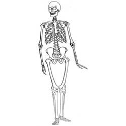 Раскраска: скелет (Персонажи) #147528 - Бесплатные раскраски для печати