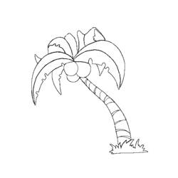 Раскраска: кокосовый (природа) #162116 - Бесплатные раскраски для печати