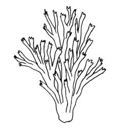 Раскраска: коралловый (природа) #162888 - Бесплатные раскраски для печати