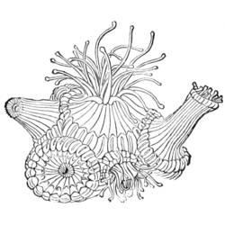 Раскраска: коралловый (природа) #162964 - Бесплатные раскраски для печати