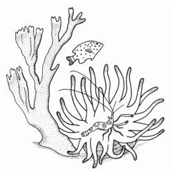 Раскраска: коралловый (природа) #163008 - Бесплатные раскраски для печати
