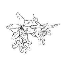 Раскраска: цветы (природа) #155238 - Бесплатные раскраски для печати