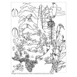 Раскраска: лес (природа) #157007 - Бесплатные раскраски для печати